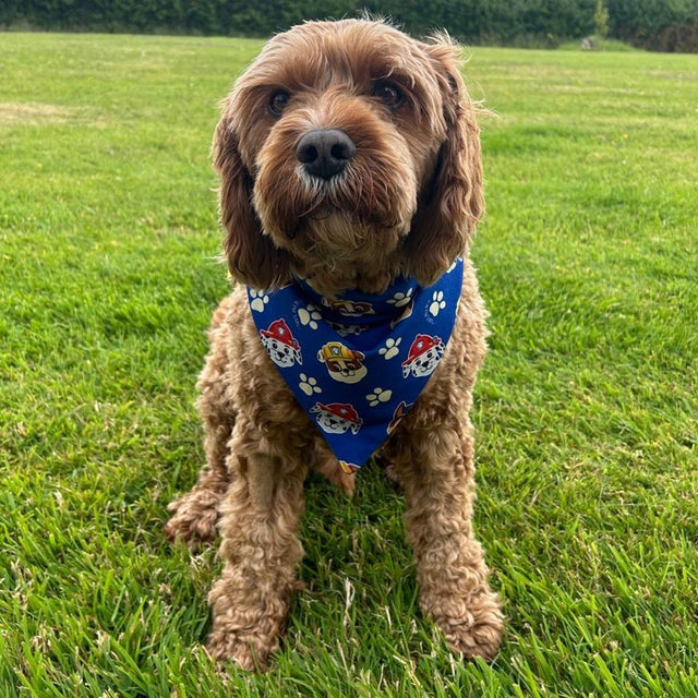 PAW Patrol Dog Bandana - Blue