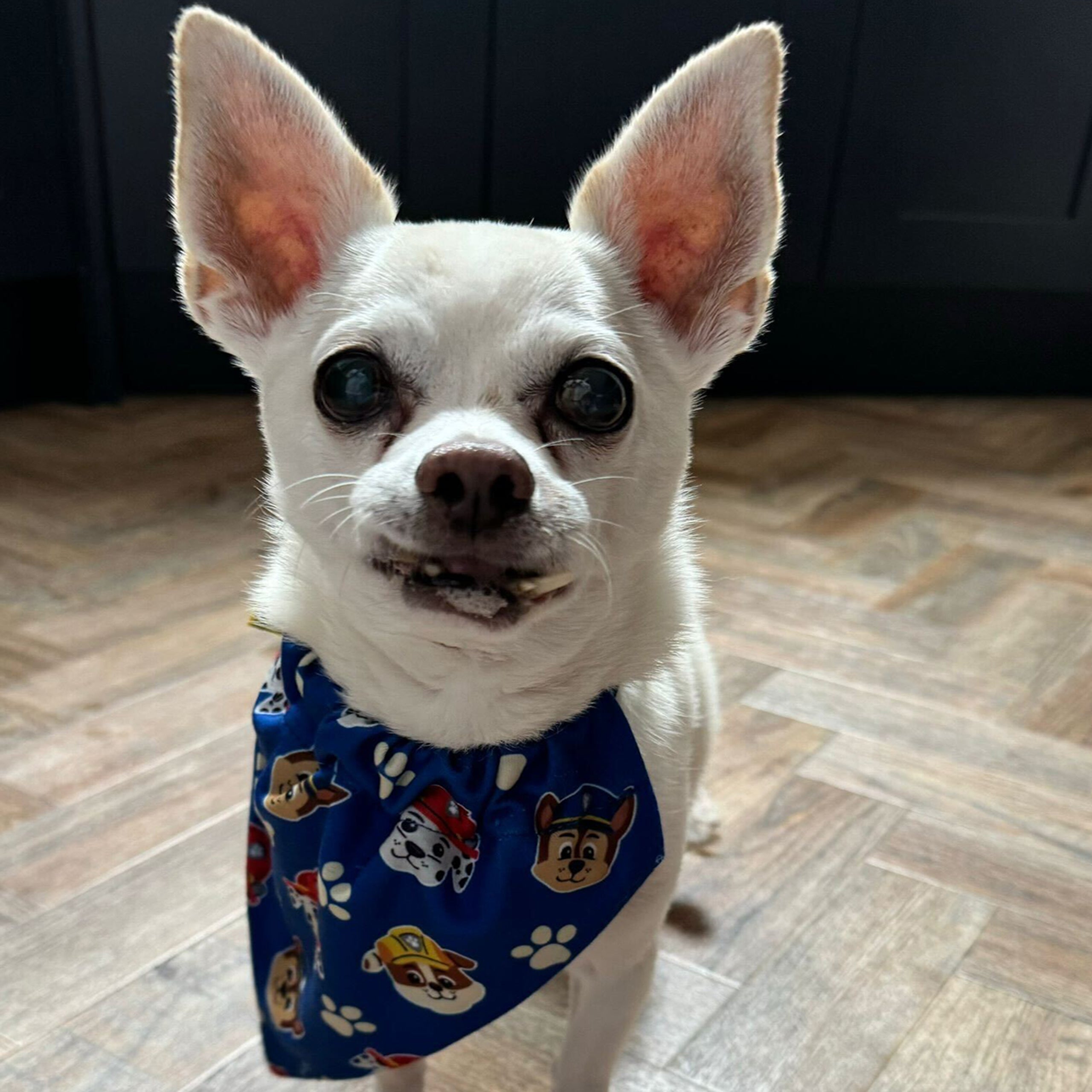 PAW Patrol Hundebandana - Blau