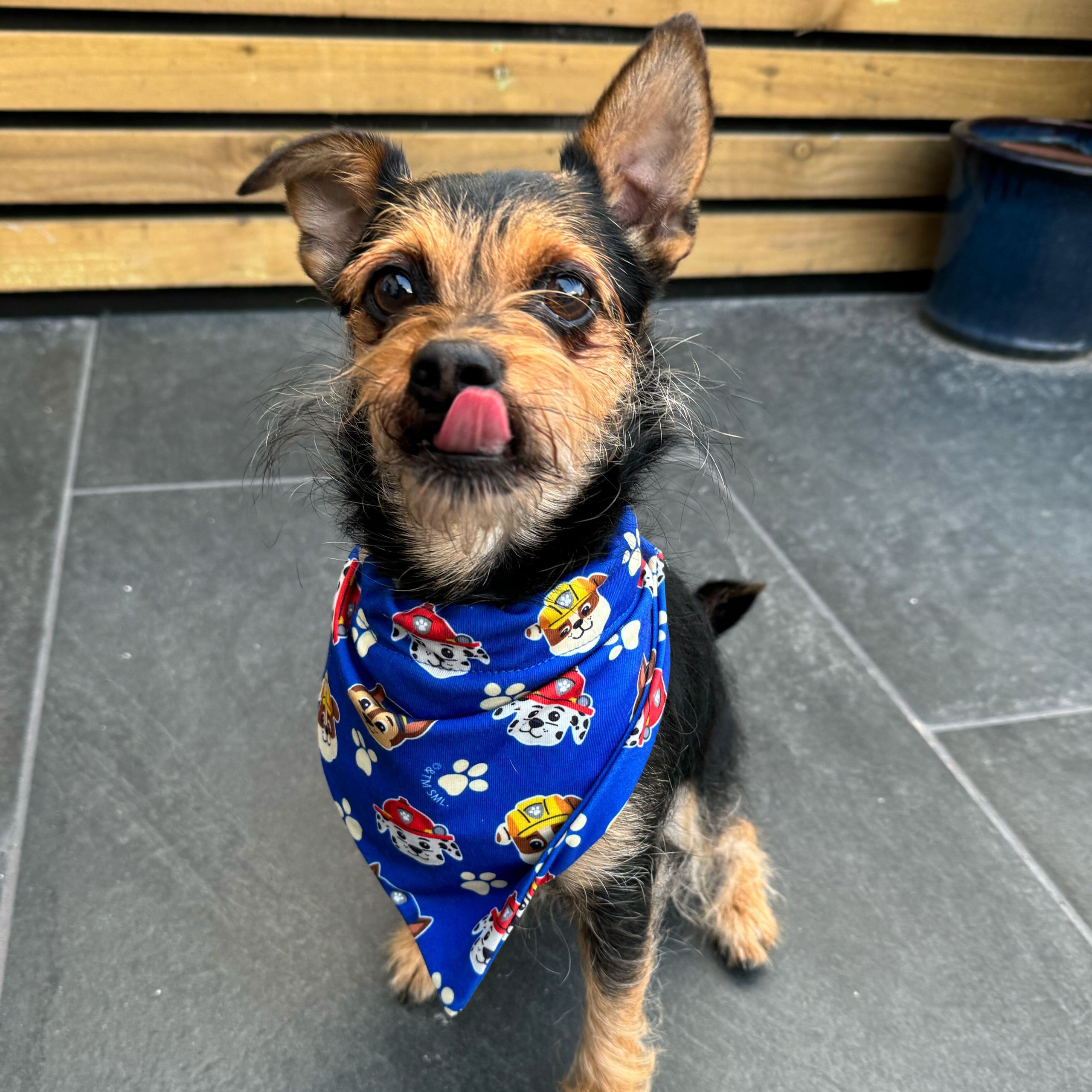 PAW Patrol Hundebandana - Blau