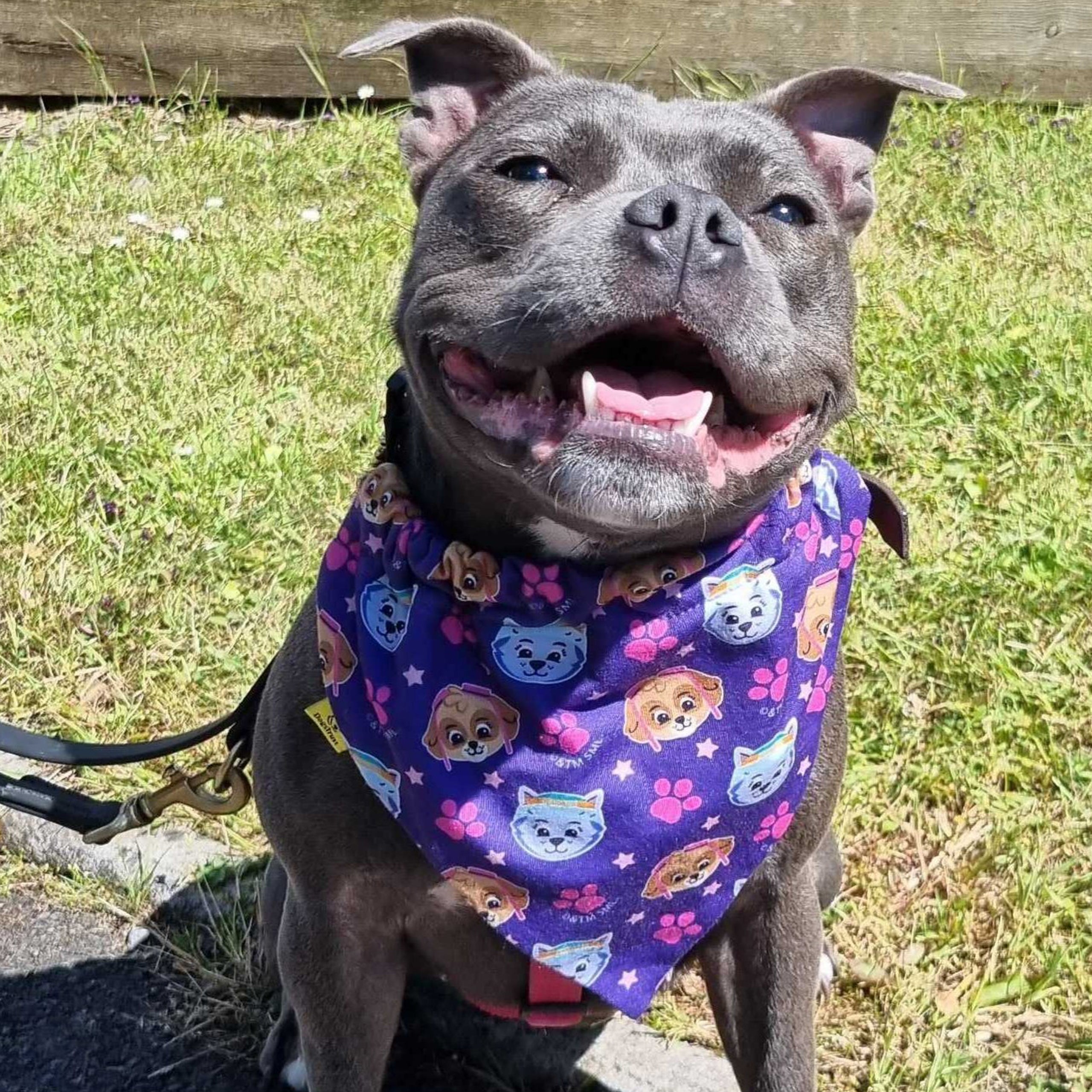 PAW Patrol Hundebandana - Lila