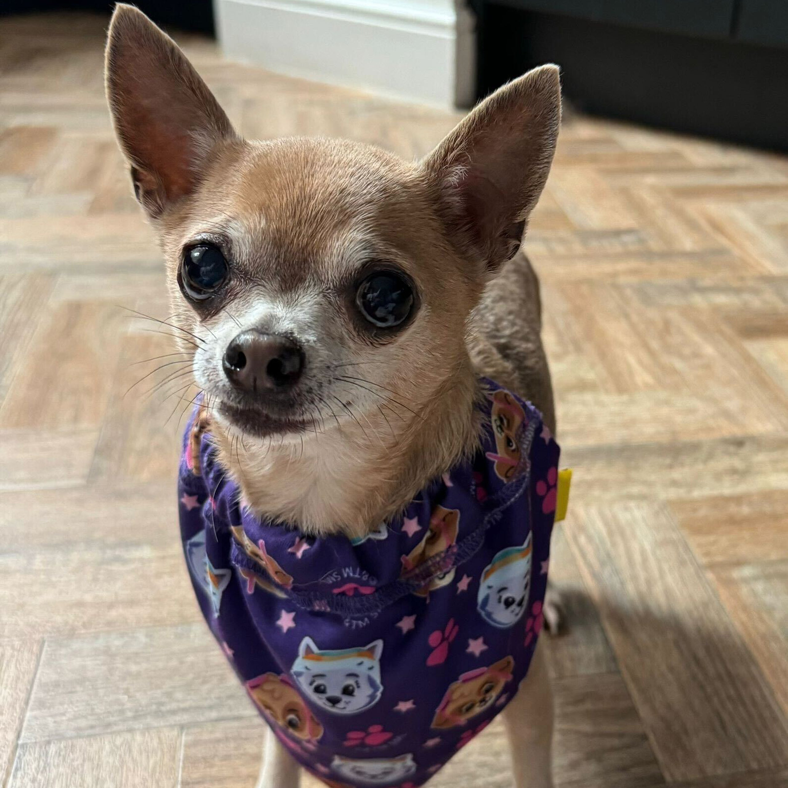 PAW Patrol Hundebandana - Lila